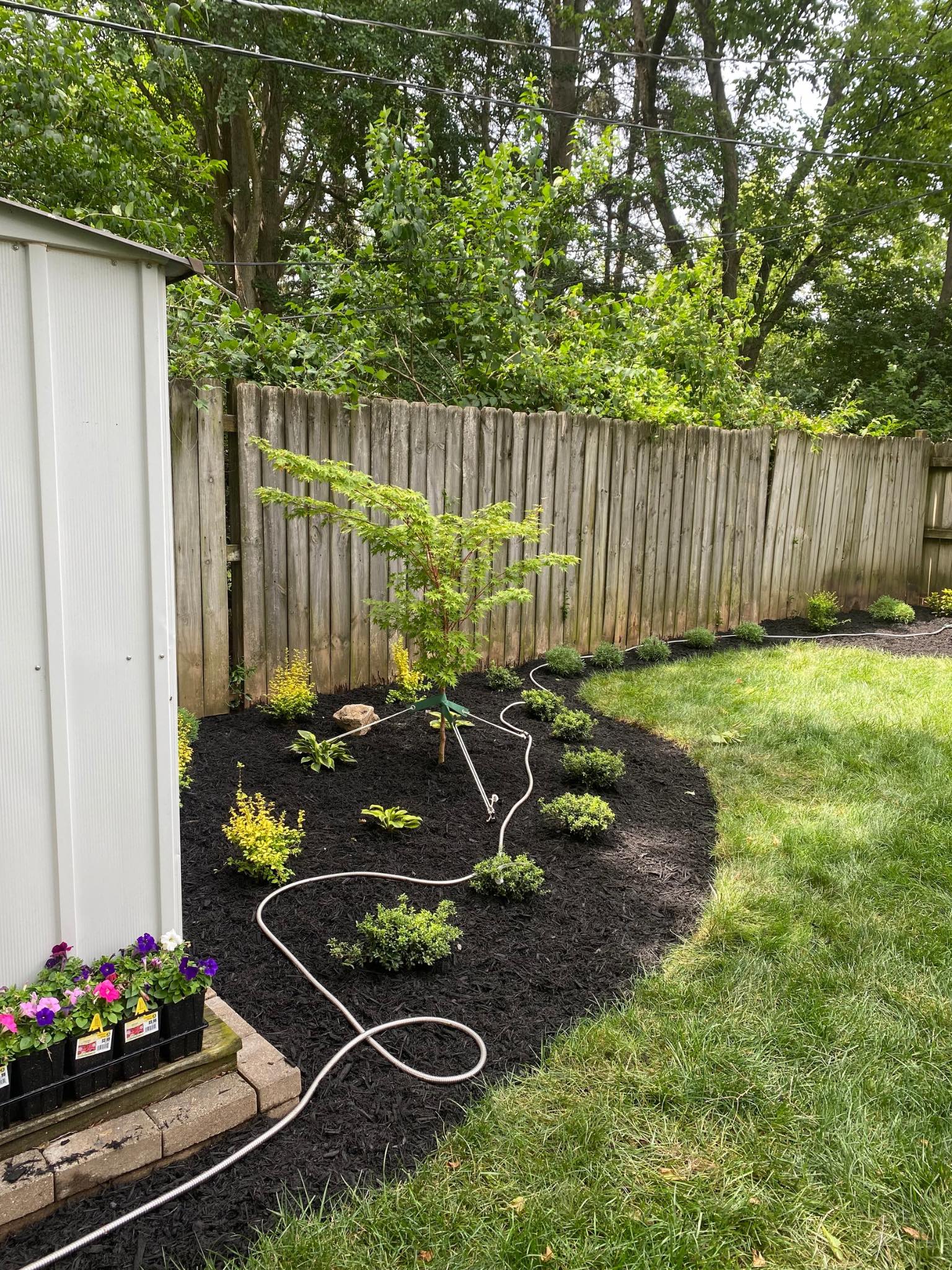 Backyard landscape bed install with Japanese maple and mixed shrubs