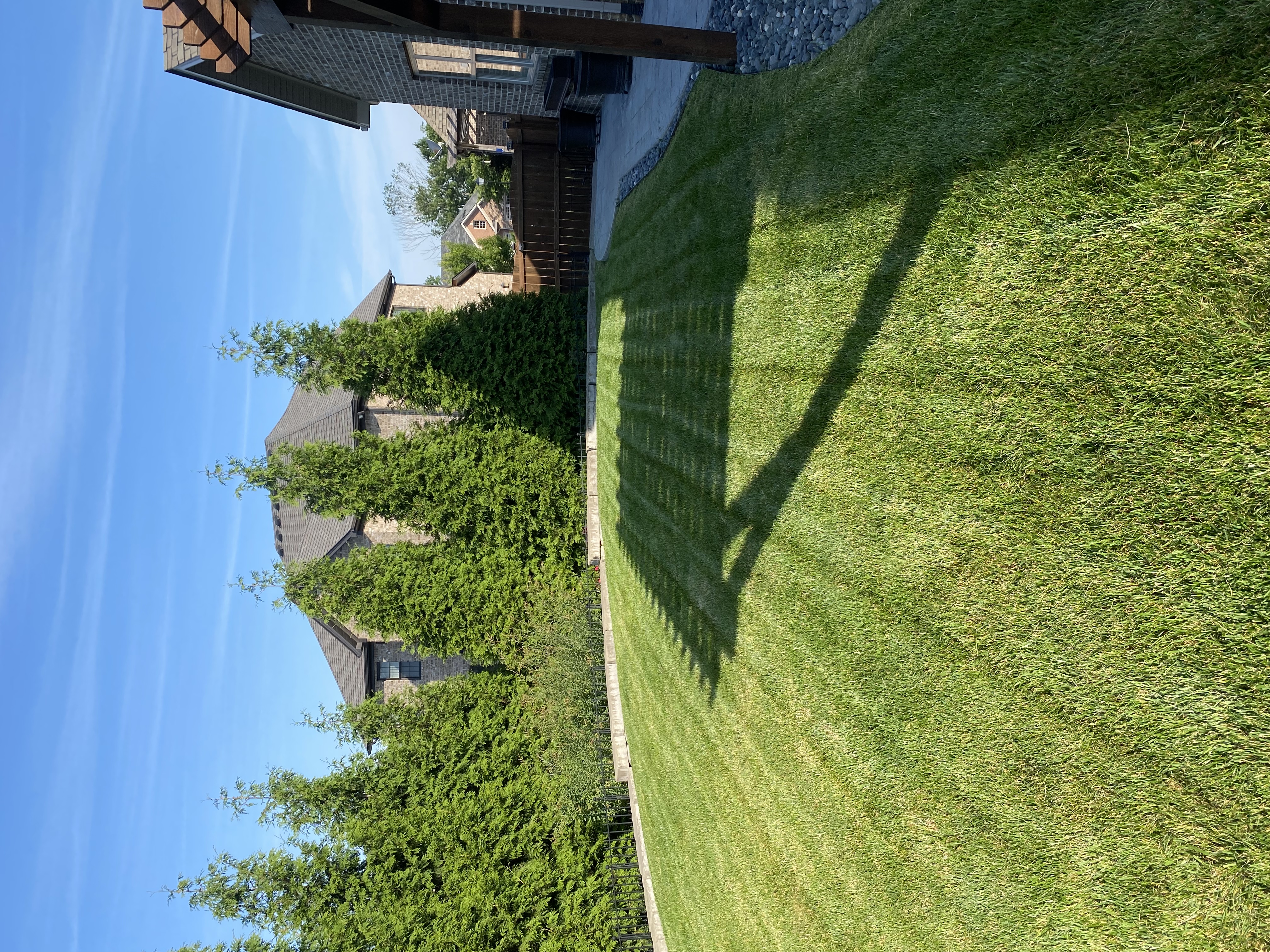Backyard lawn with mow stripes and arborvitae privacy screen