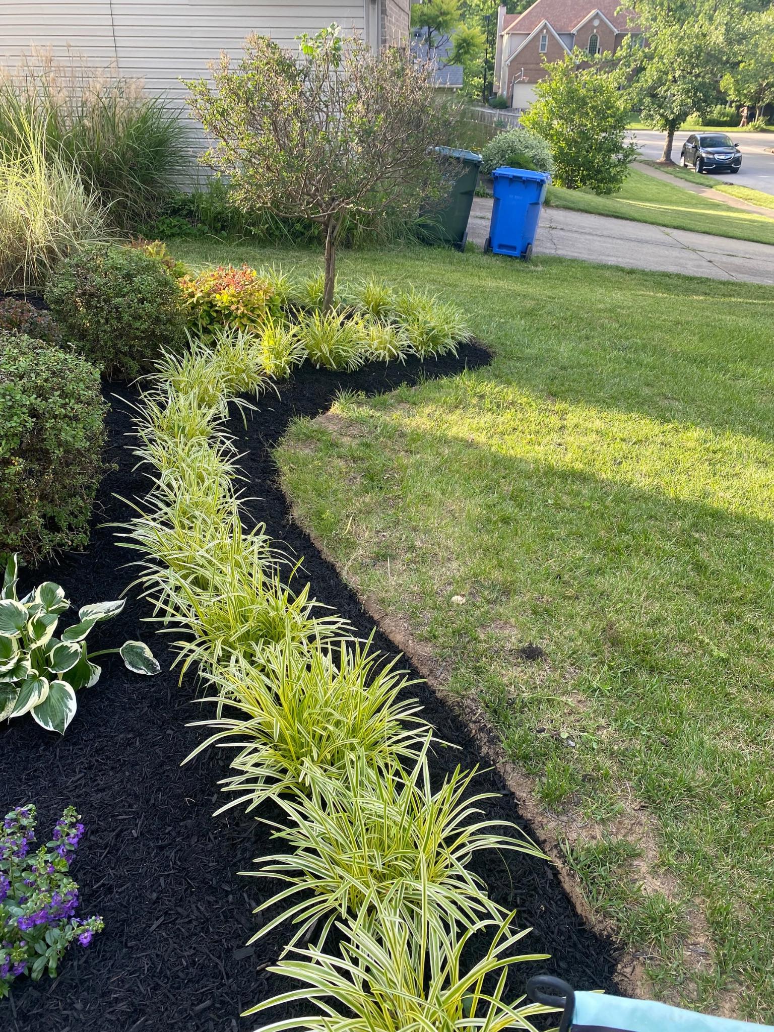 Front yard landscape bed with ornamental grasses and black mulch