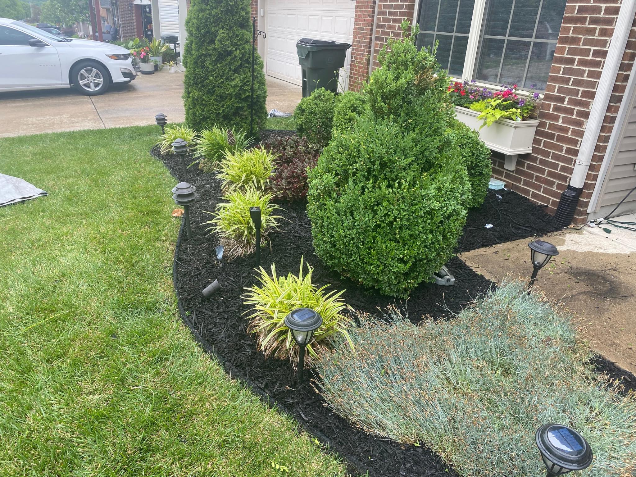 Shaped boxwoods and ornamental grasses with pathway lights