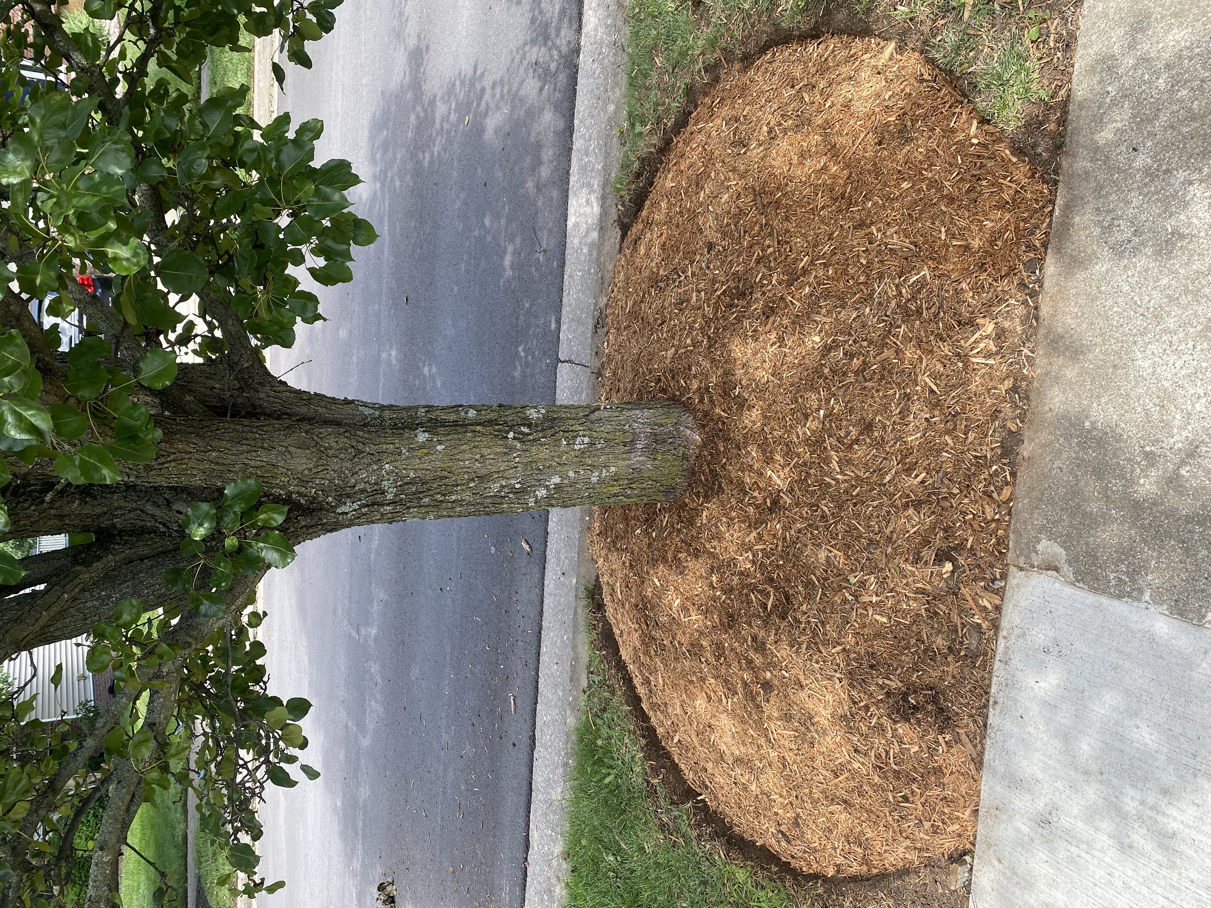 Clean mulch ring installed around street tree